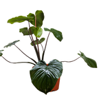 Homalomena Emerald Gem
