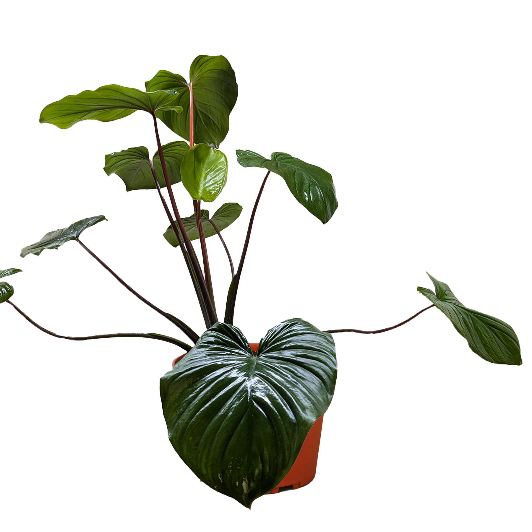 Homalomena Emerald Gem