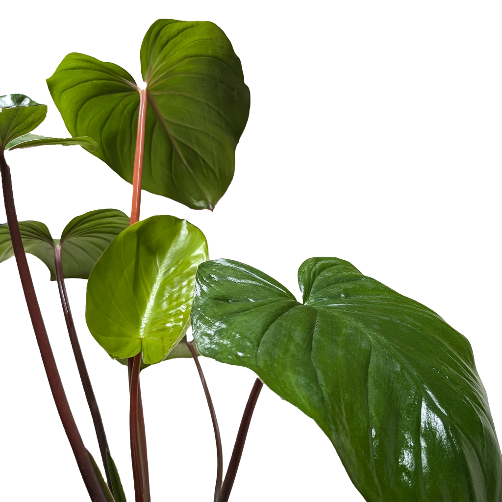 Homalomena Emerald Gem