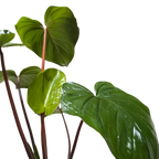 Homalomena Emerald Gem