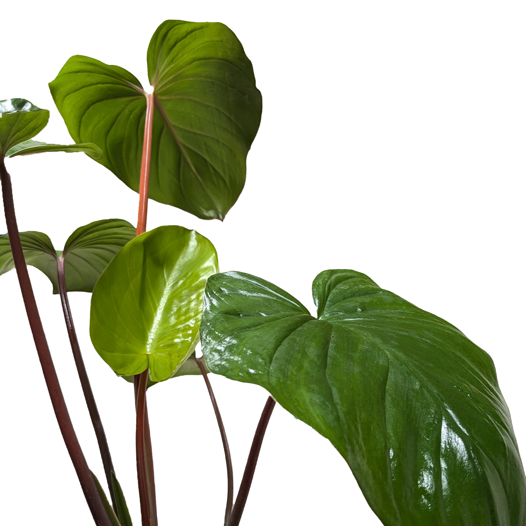 Homalomena Emerald Gem