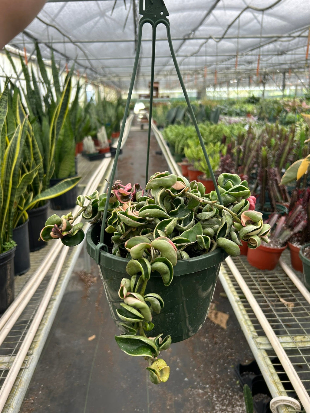 Hoya Rope Plant Variegated