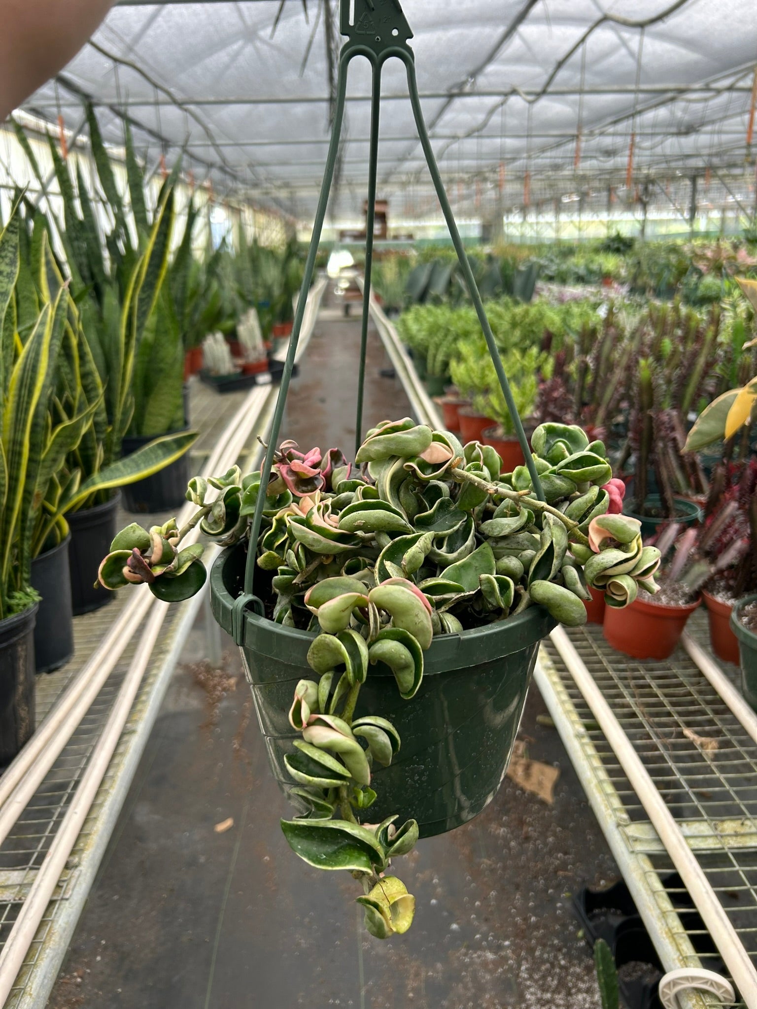 Hoya Rope Plant Variegated