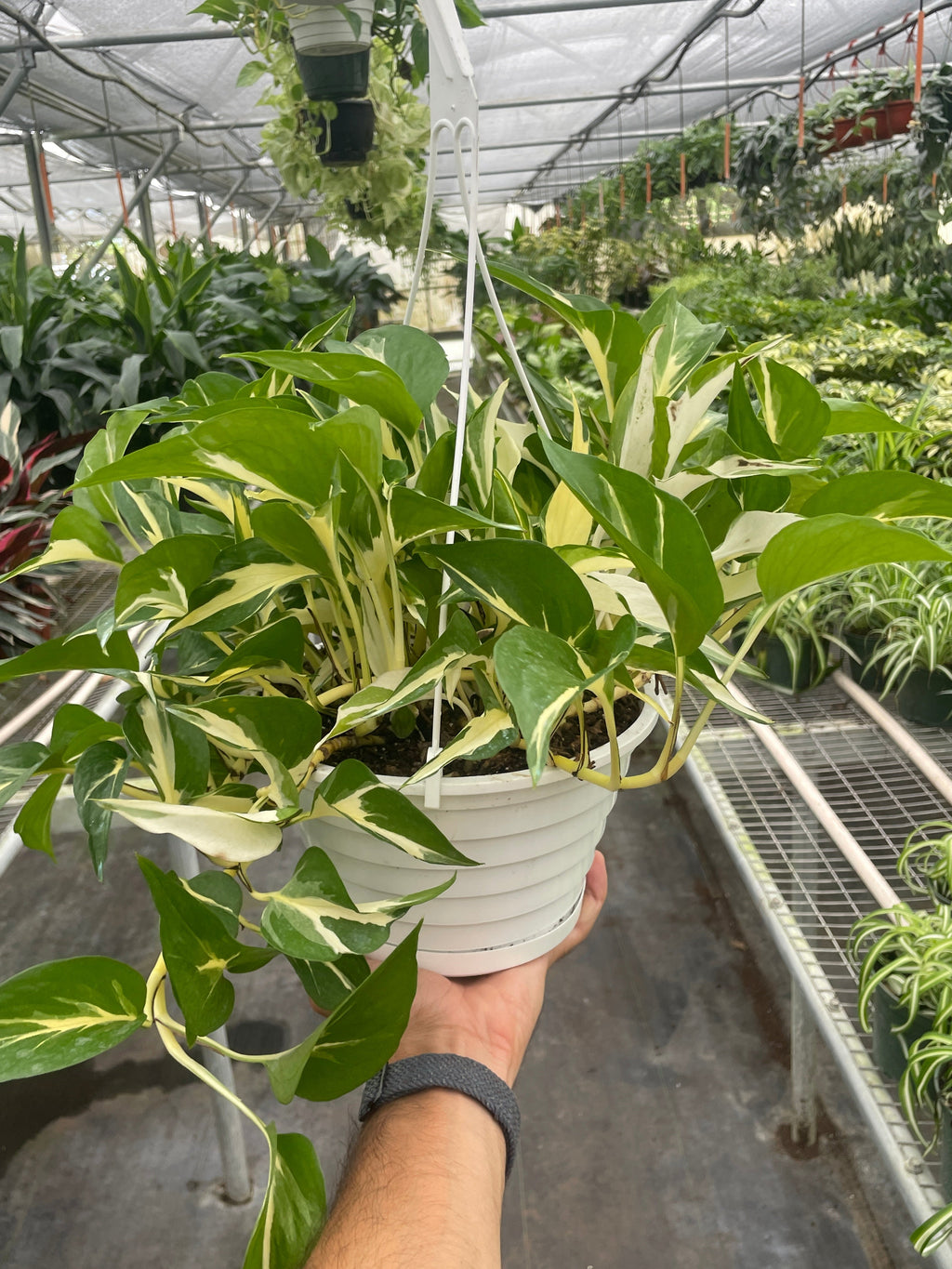 Pothos Mutant Manjula 1