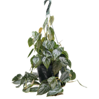 Philodendron Brandi