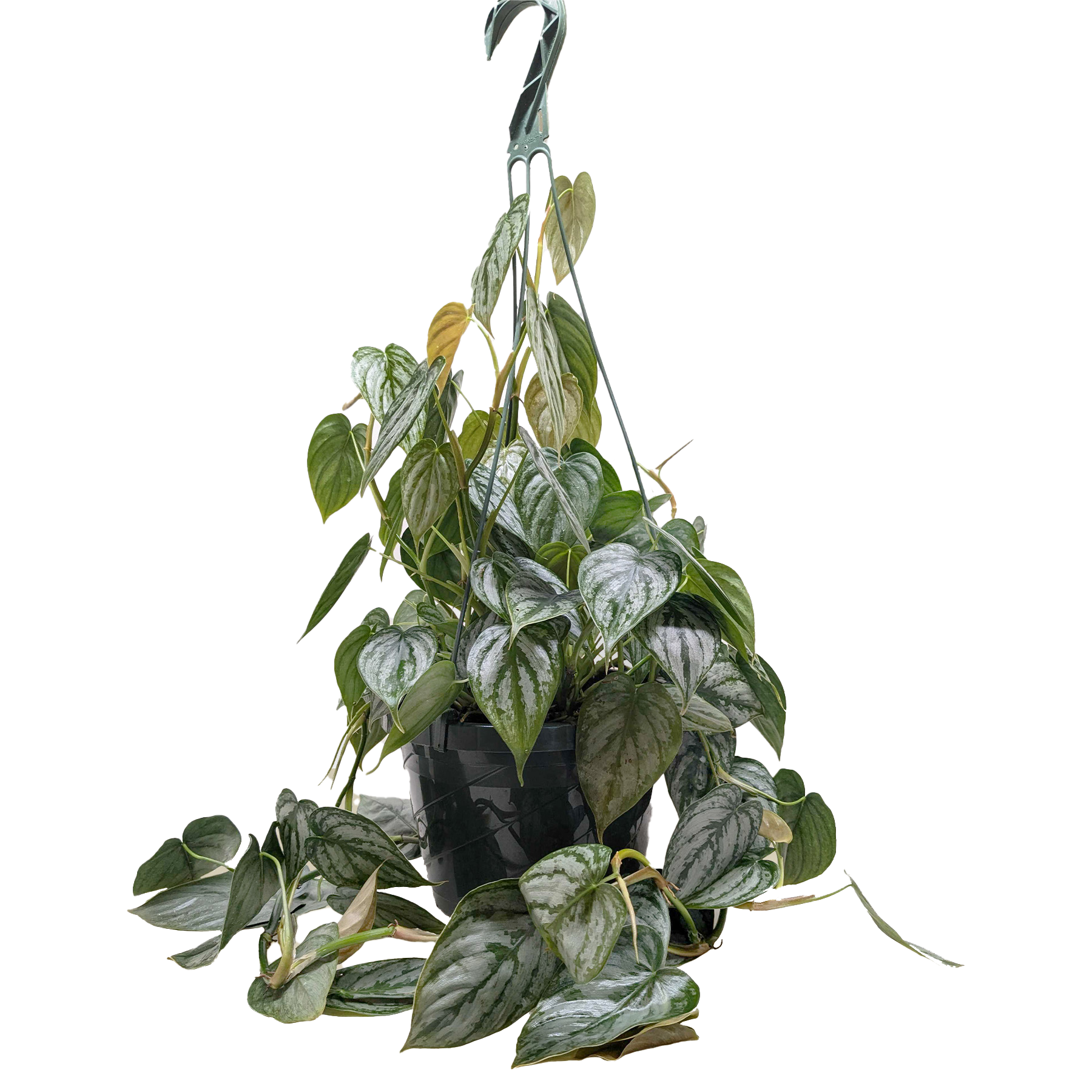 Philodendron Brandi