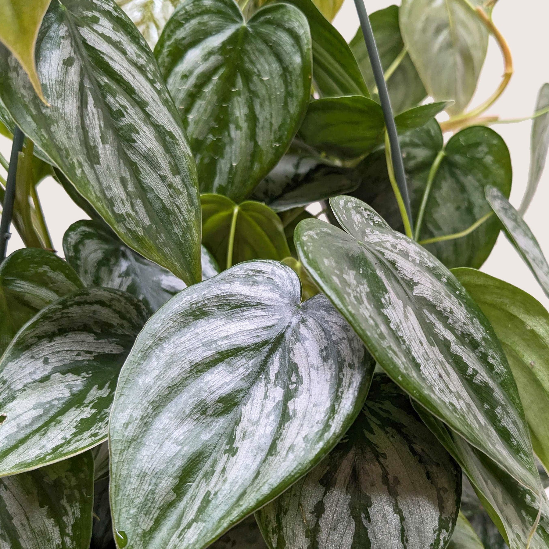 Philodendron – Plantlanta Plant Shop, LLC