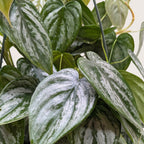 Philodendron Brandi