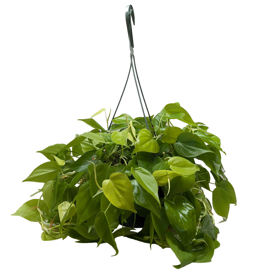 Philodendron Neon