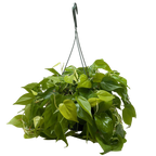 Philodendron Neon