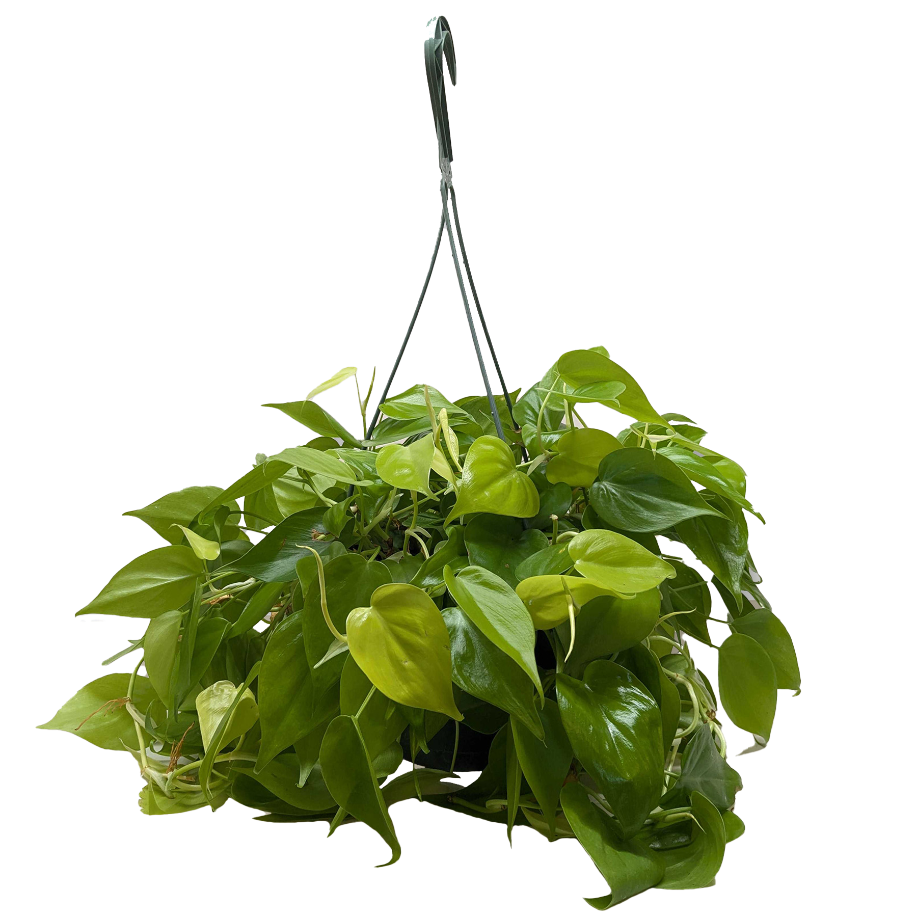 Philodendron Neon
