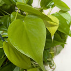 Philodendron Neon