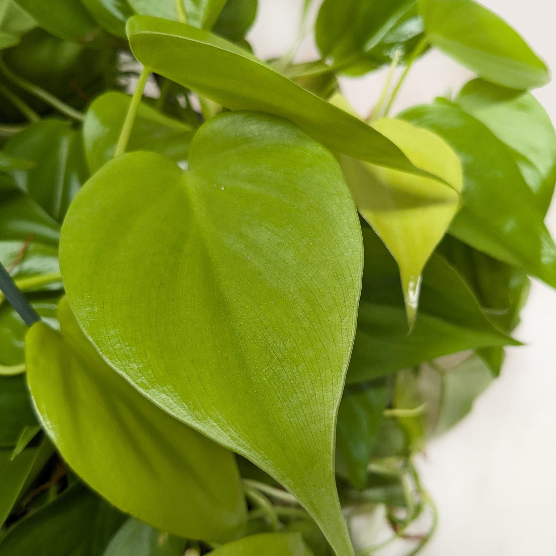 Philodendron Neon