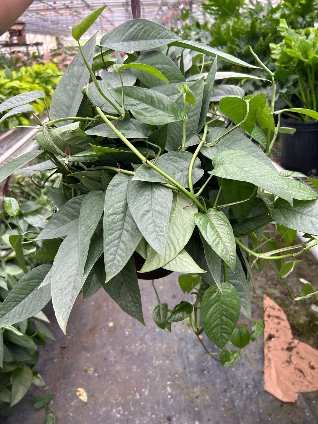 Pothos Cebu Blue