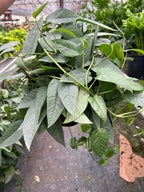 Pothos Cebu Blue