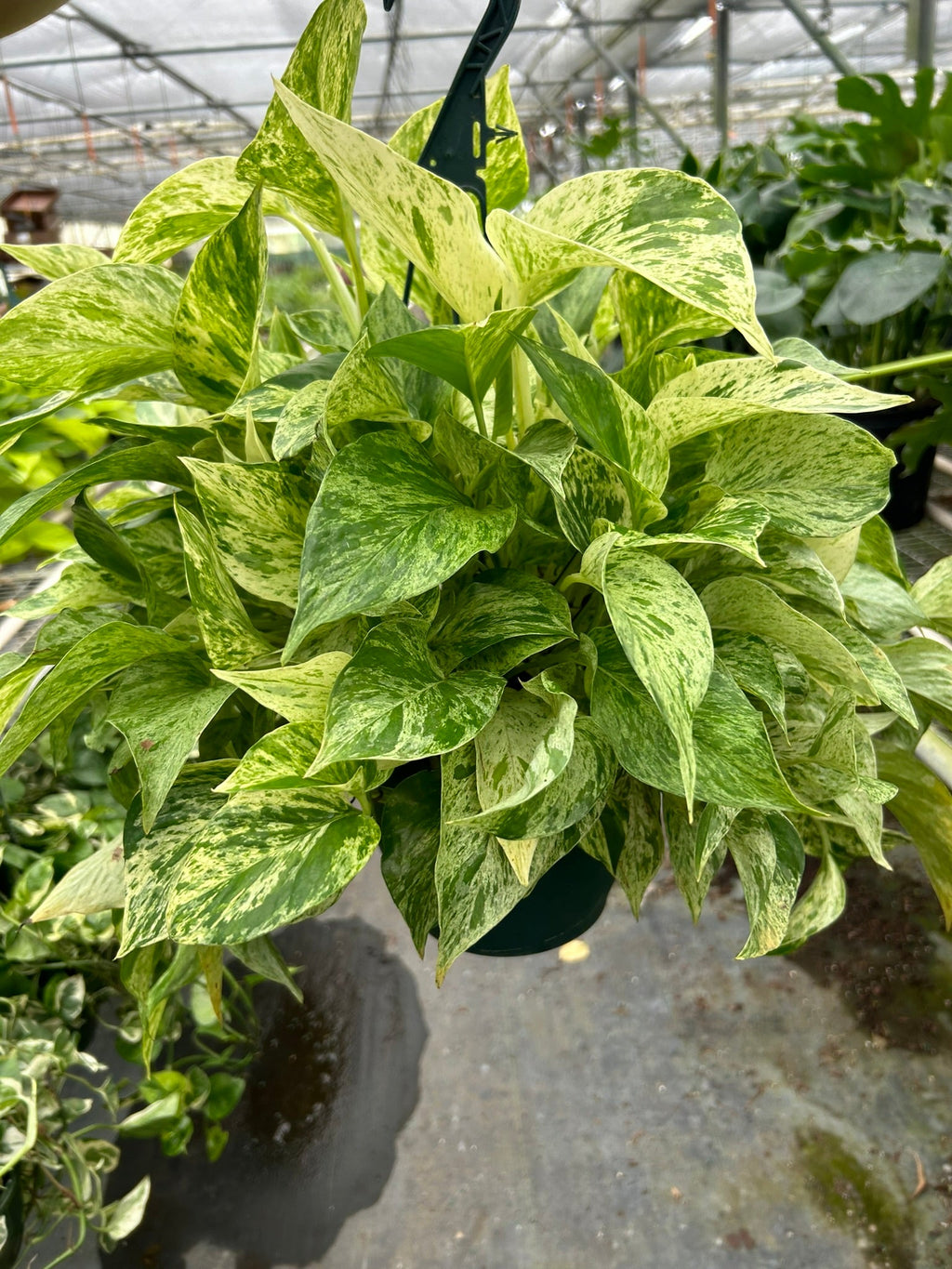 Pothos Marble Queen