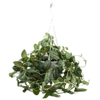 Pothos 'Satin'