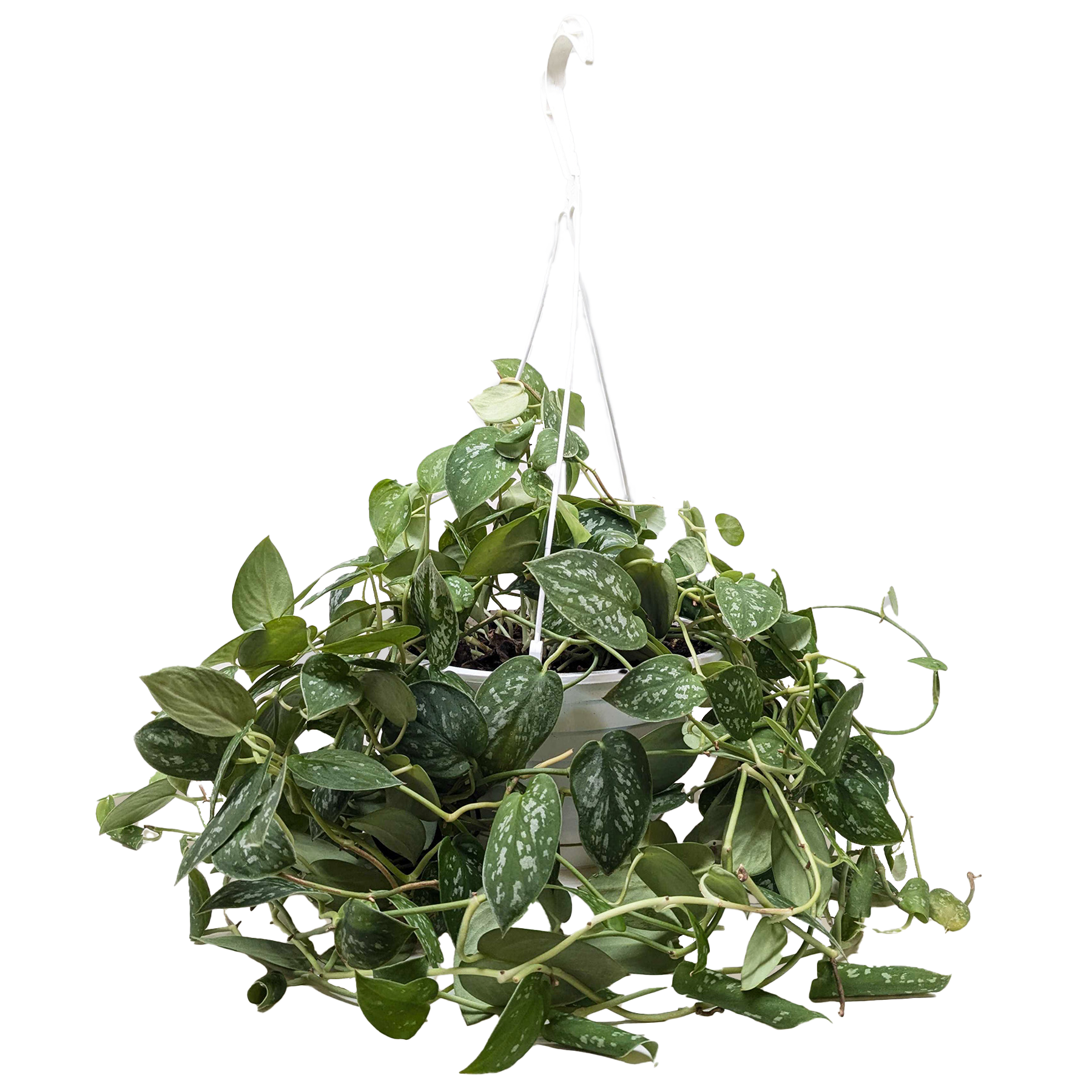 Pothos 'Satin'
