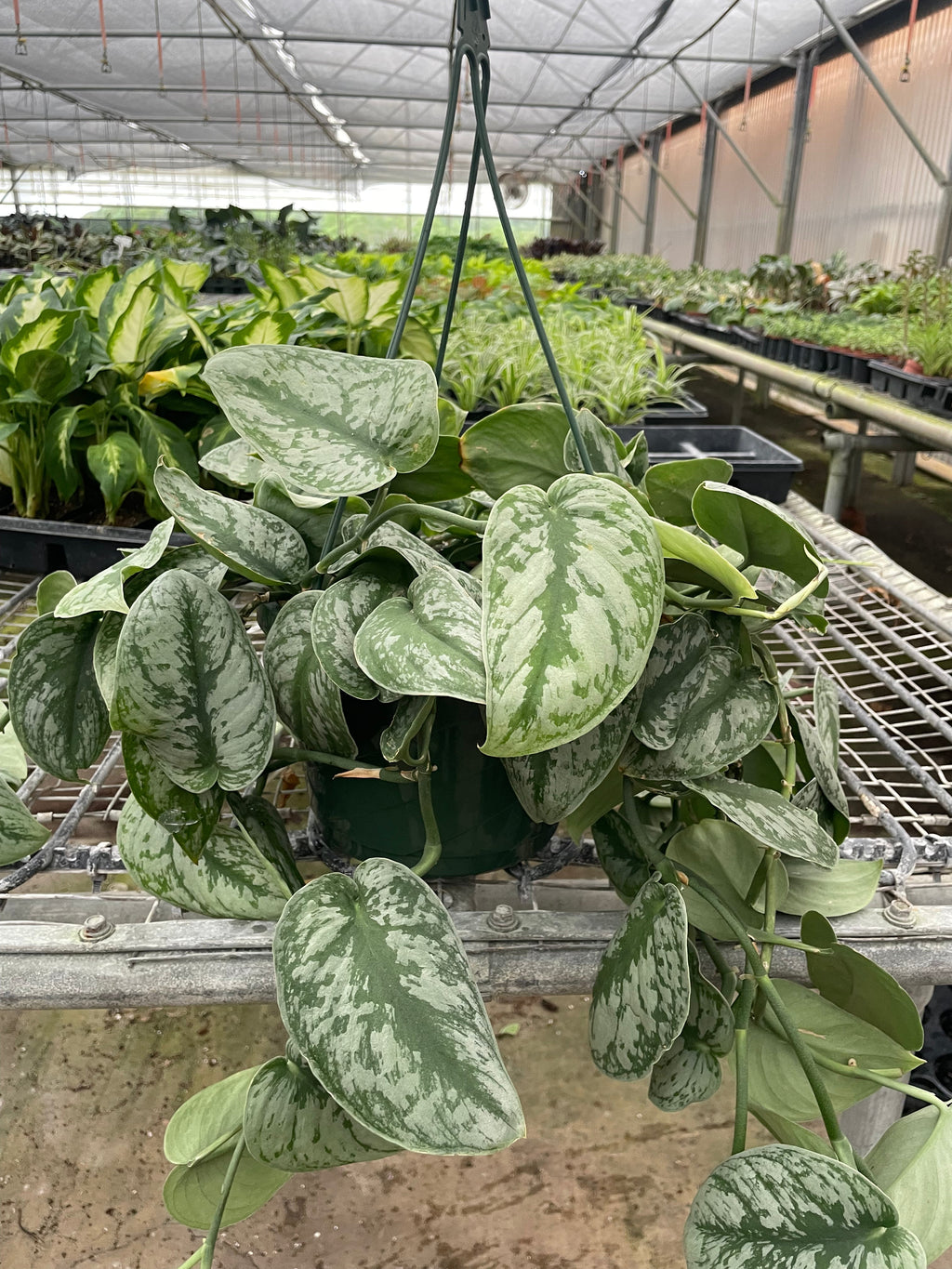 Pothos Silver Splash