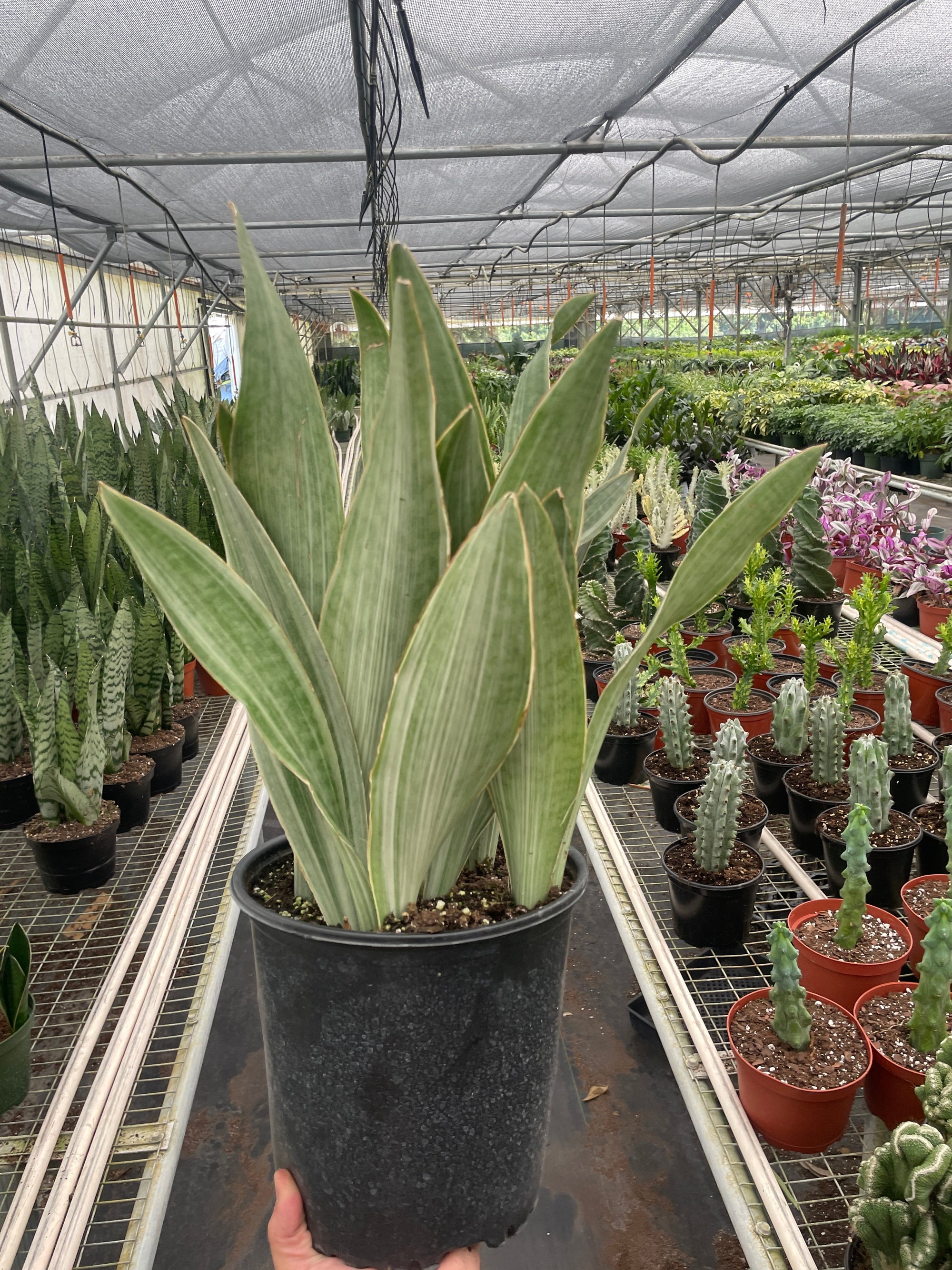 Snake Plant Sayuri