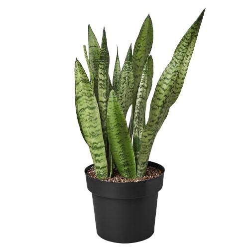 Snake Plant Zeylanica