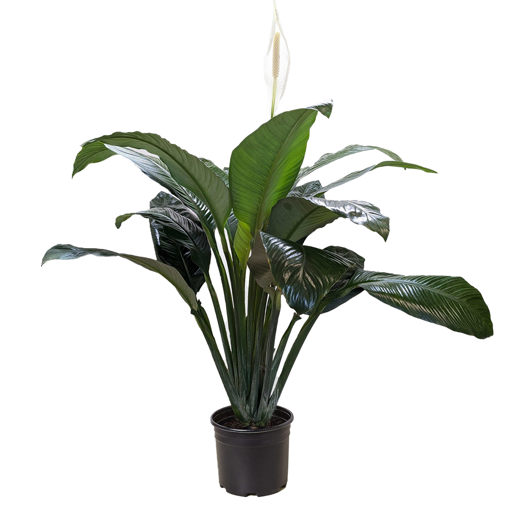 Spathiphyllum Peace Lily