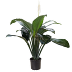 Spathiphyllum Peace Lily