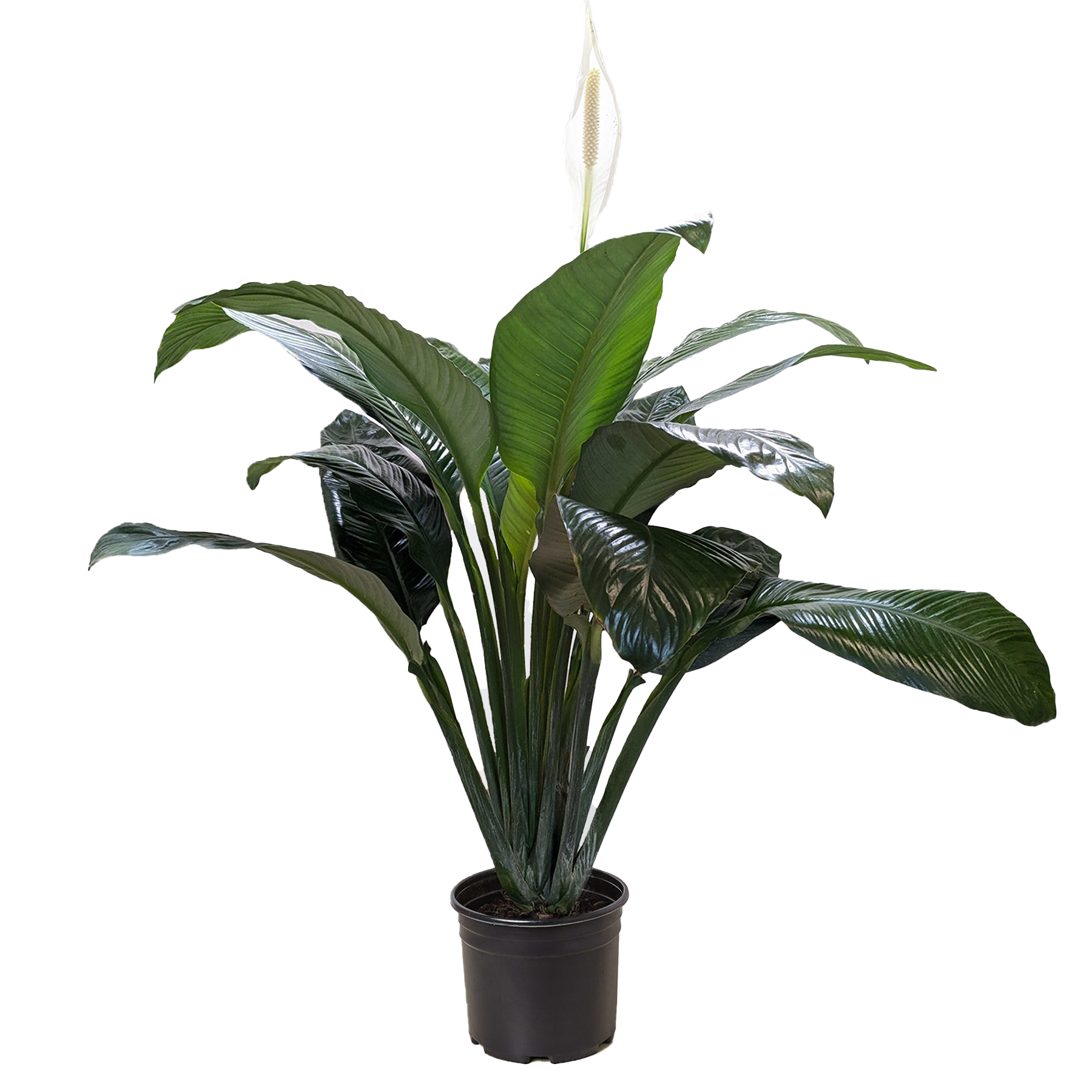 Spathiphyllum Peace Lily