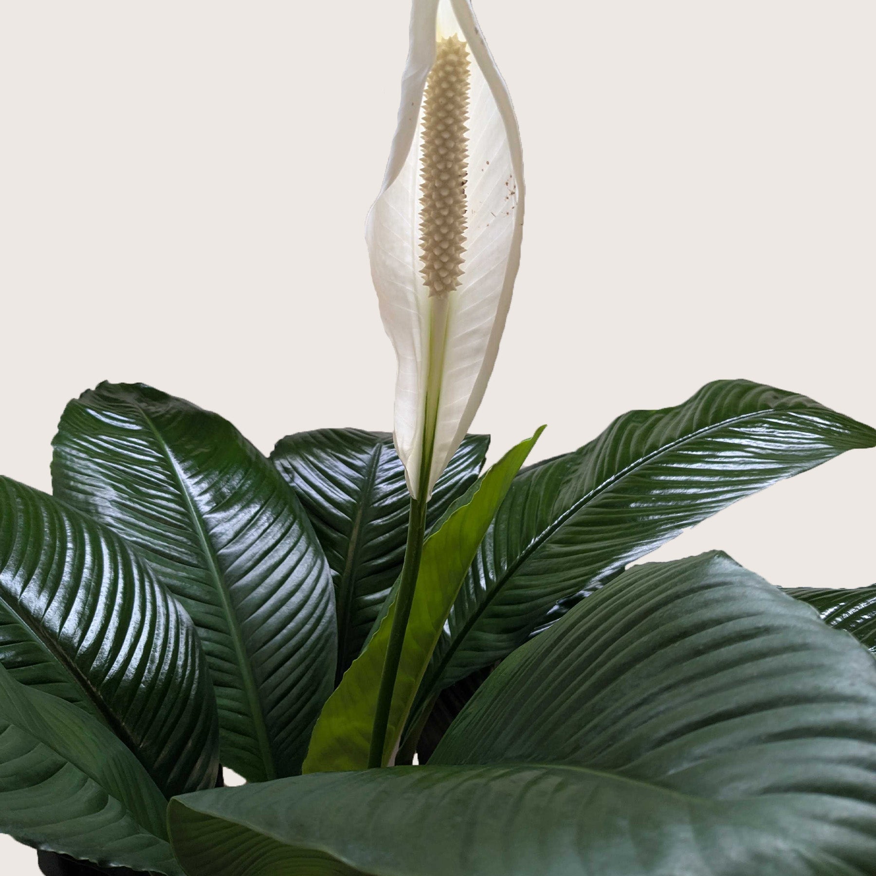 Spathiphyllum Peace Lily