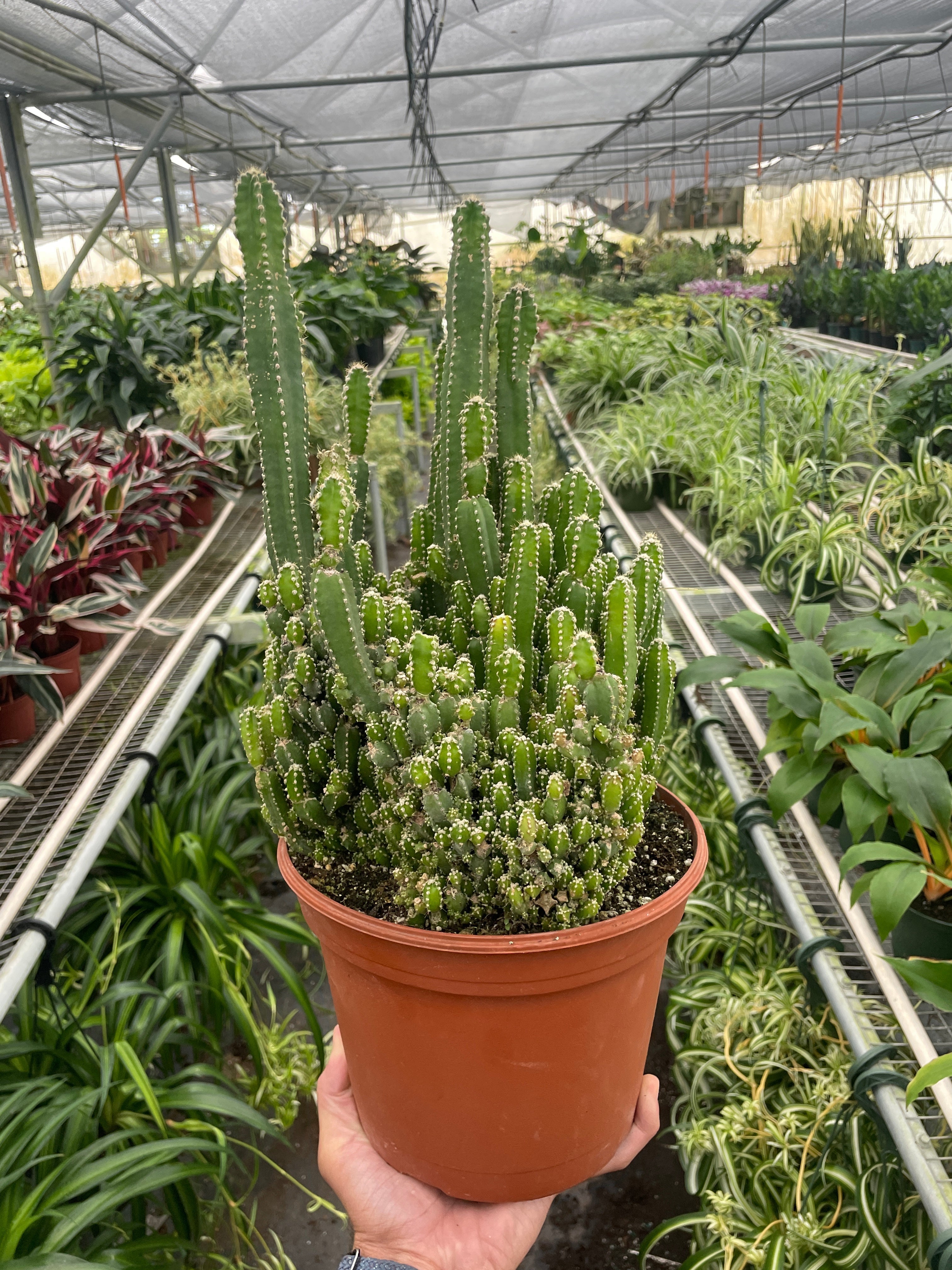 Fairy Castle Cactus 1