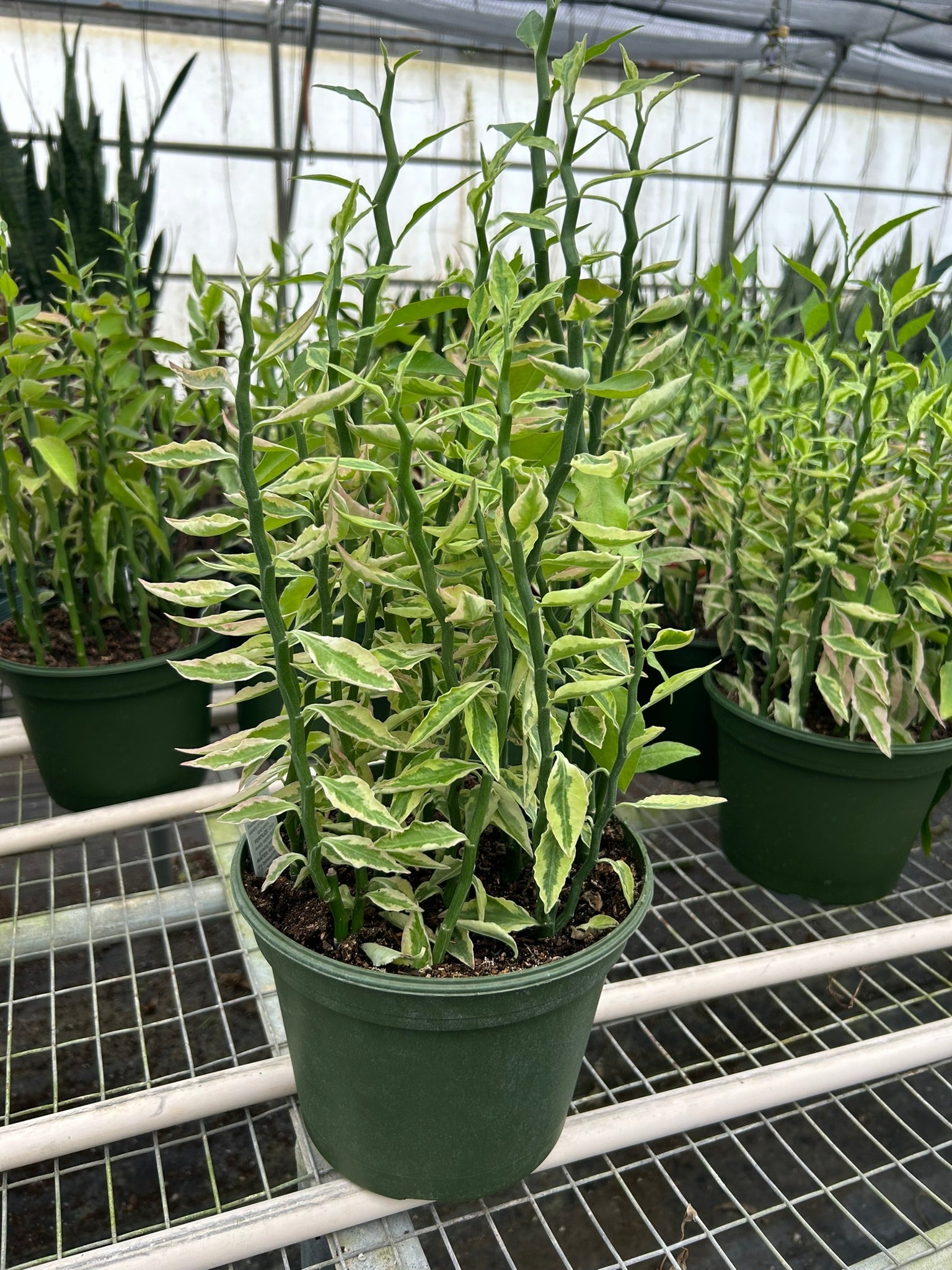 Variegated Devils Backbone Euphorbia