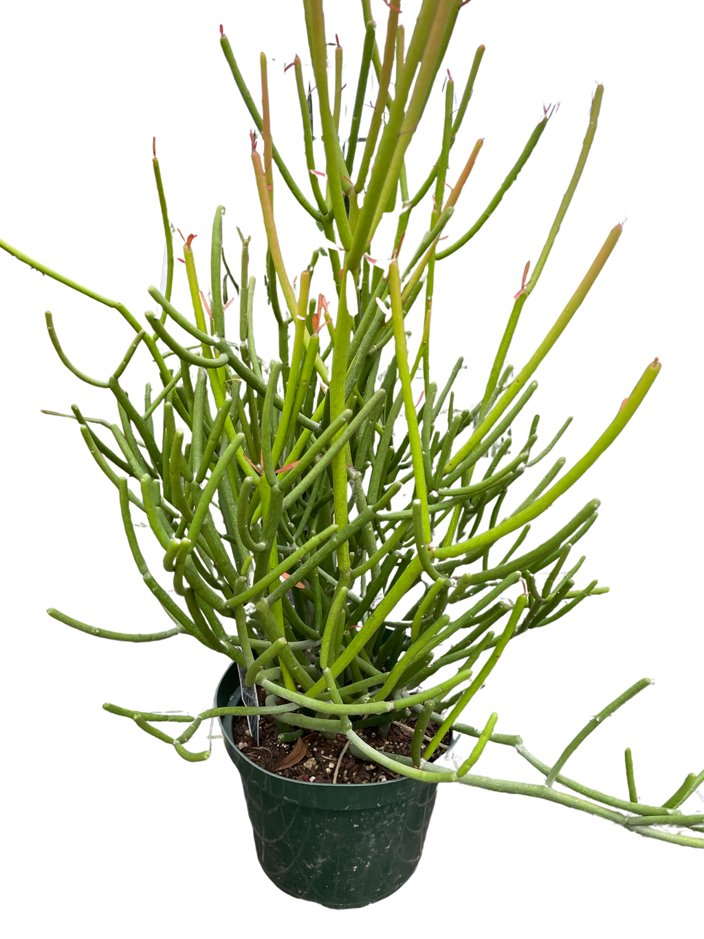 Euphorbia Pencil Cactus
