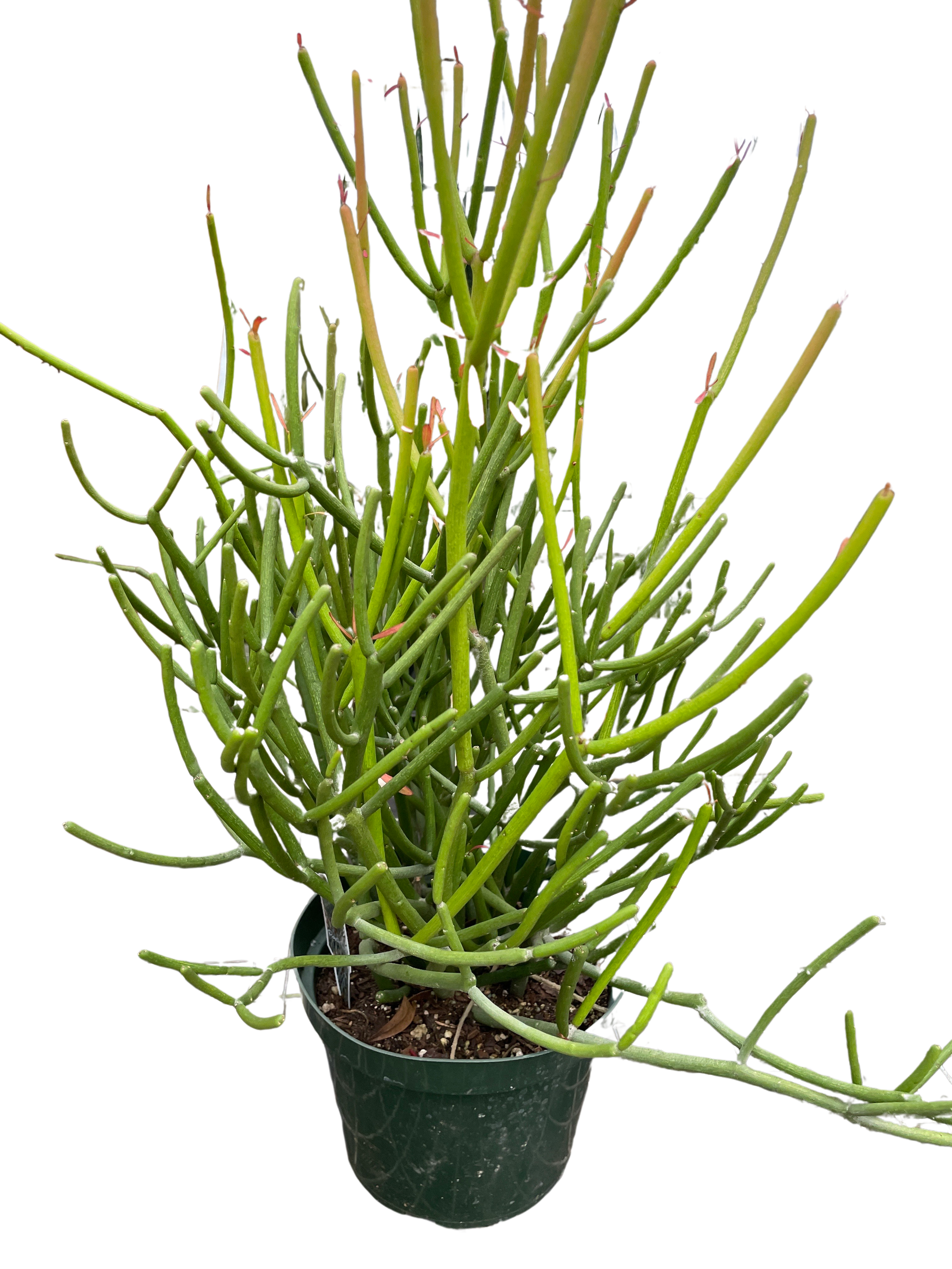Euphorbia Pencil Cactus