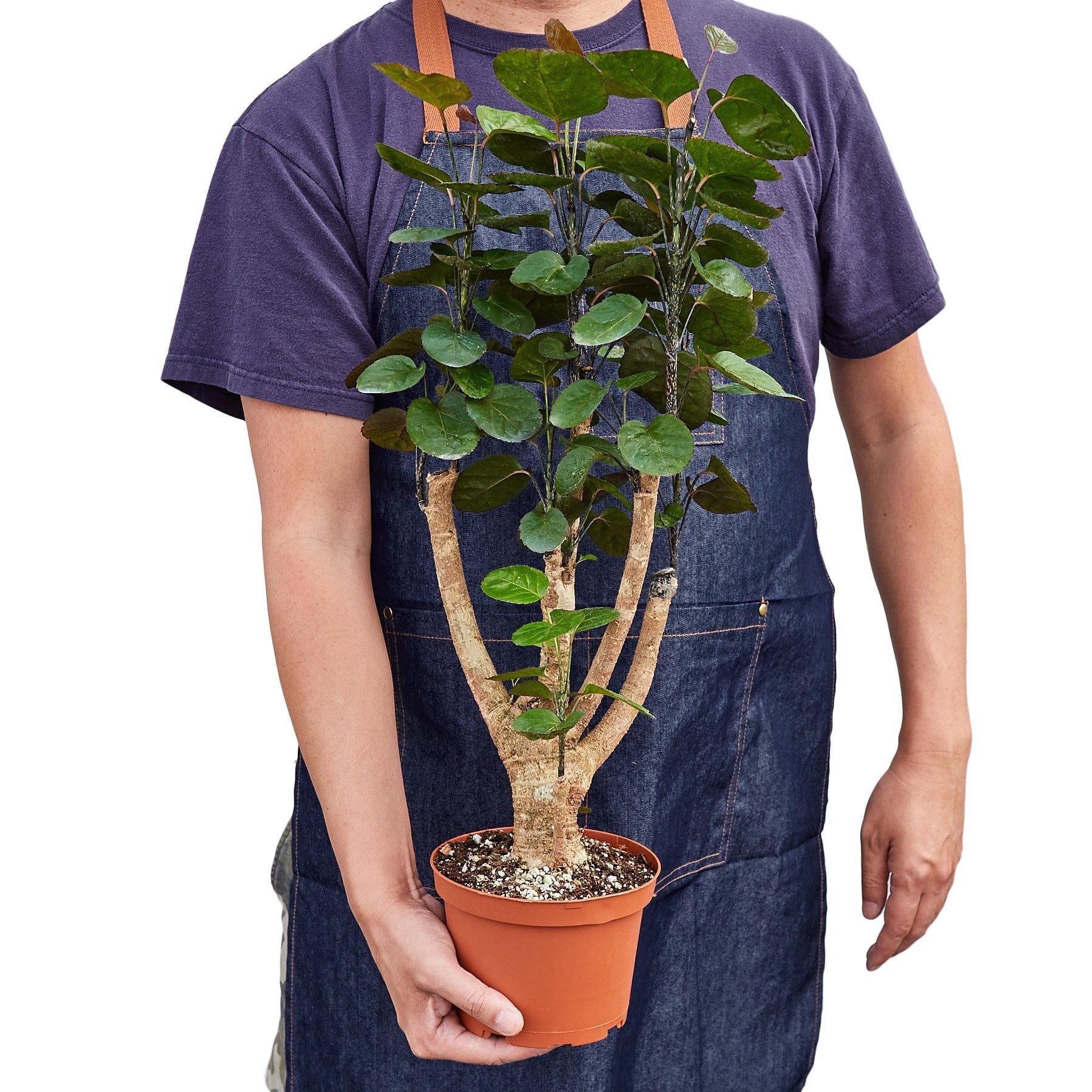 Aralia Fabian Stump Polyscias Scutellaria