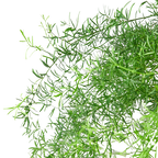 Fern Sprengeri