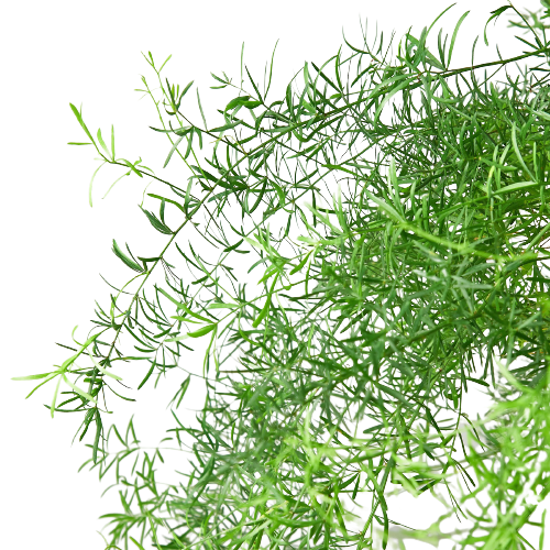 Fern Sprengeri
