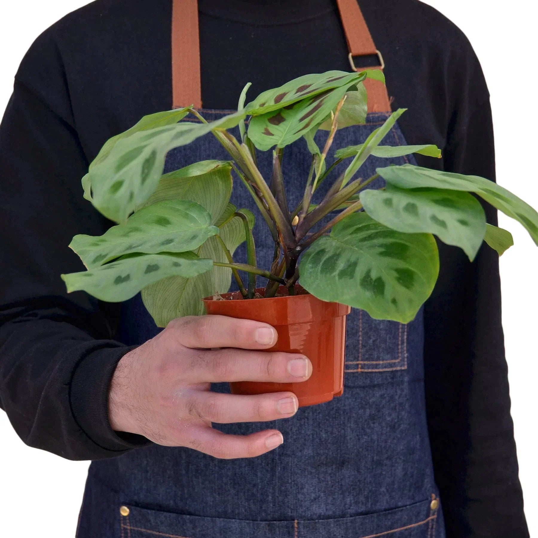 Maranta Leuconeura