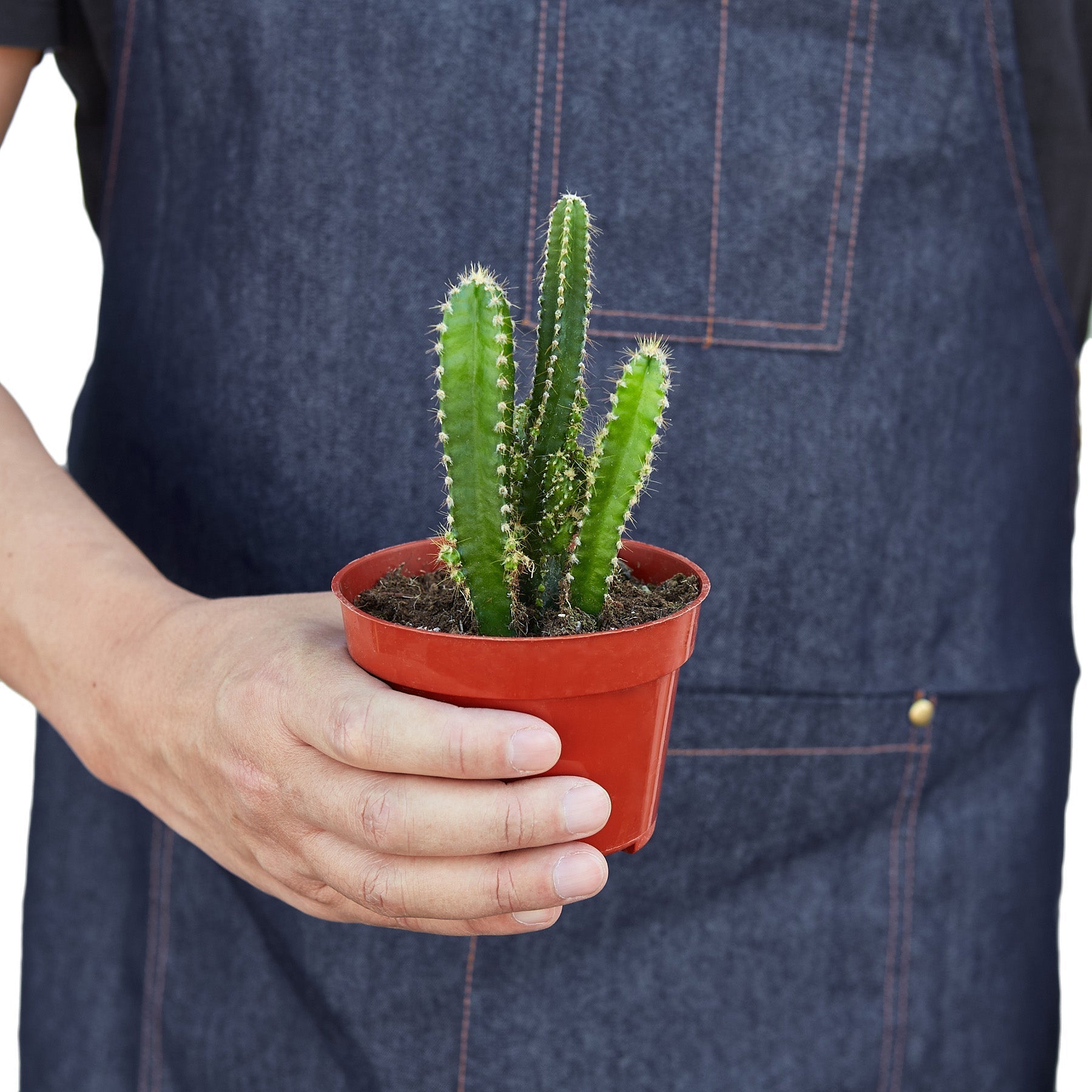 Fairy Castle Cactus 1