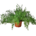 Fern Sprengeri