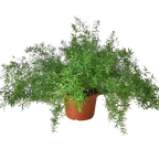 Fern Sprengeri