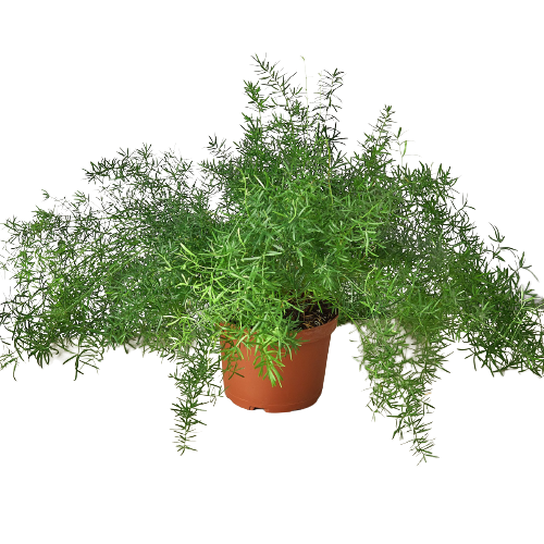 Fern Sprengeri