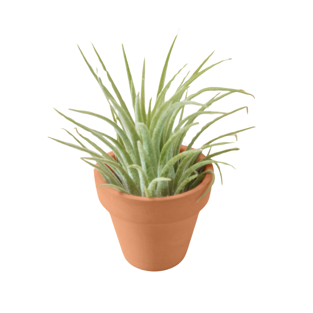 Ionantha Guatemala Tillandsia Air Plant With Terra Cotta