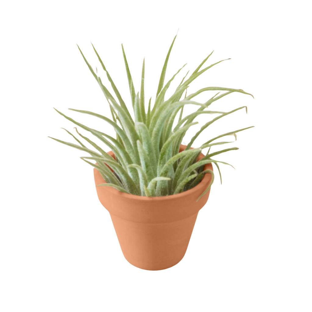 Ionantha Guatemala Tillandsia Air Plant With Terra Cotta