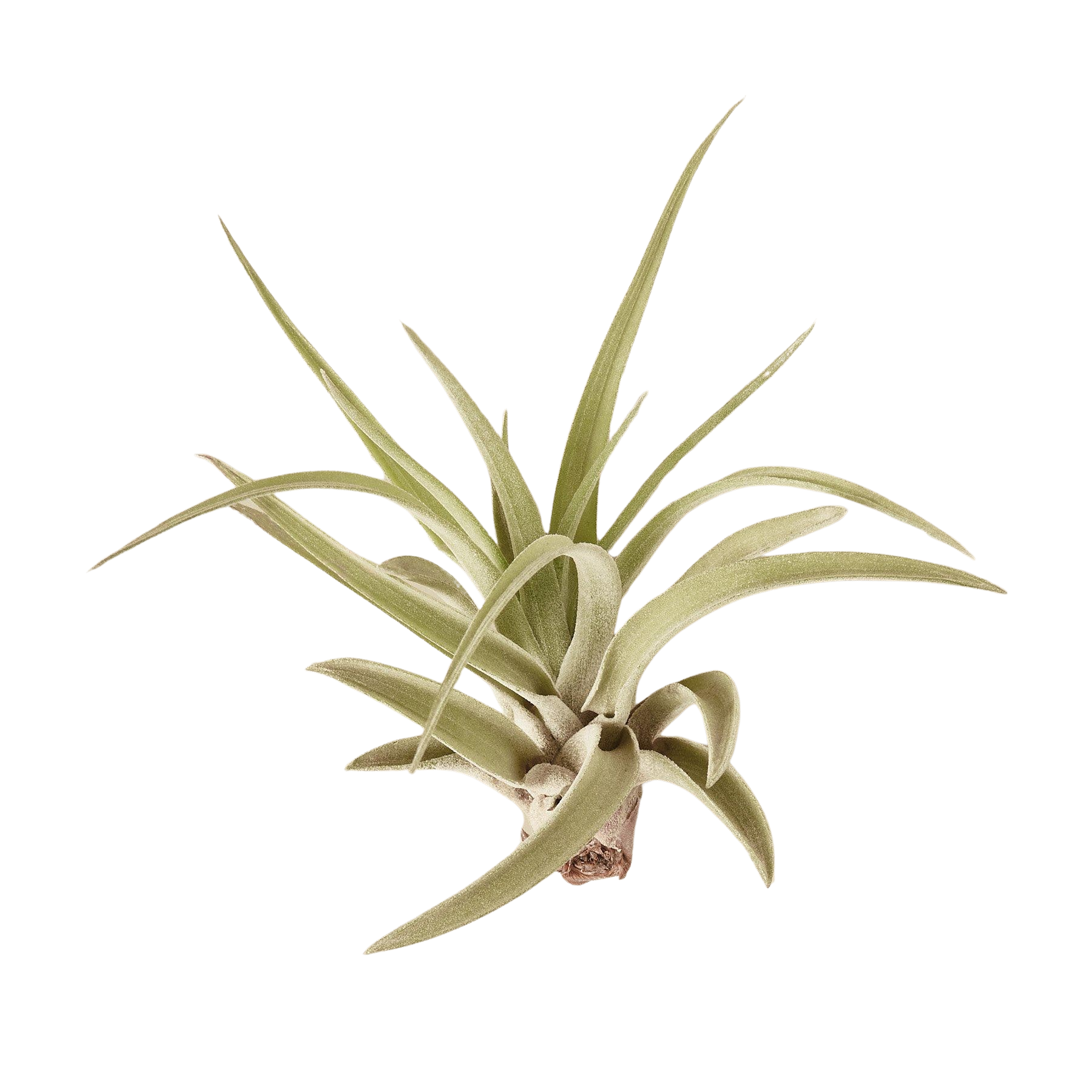 Tillandsia Air Plant Veluntina