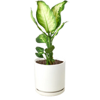 Dieffenbachia Camille