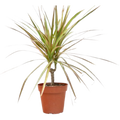 Dracaena Red Margined 4 Pot