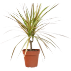 Dracaena Red Margined 4 Pot
