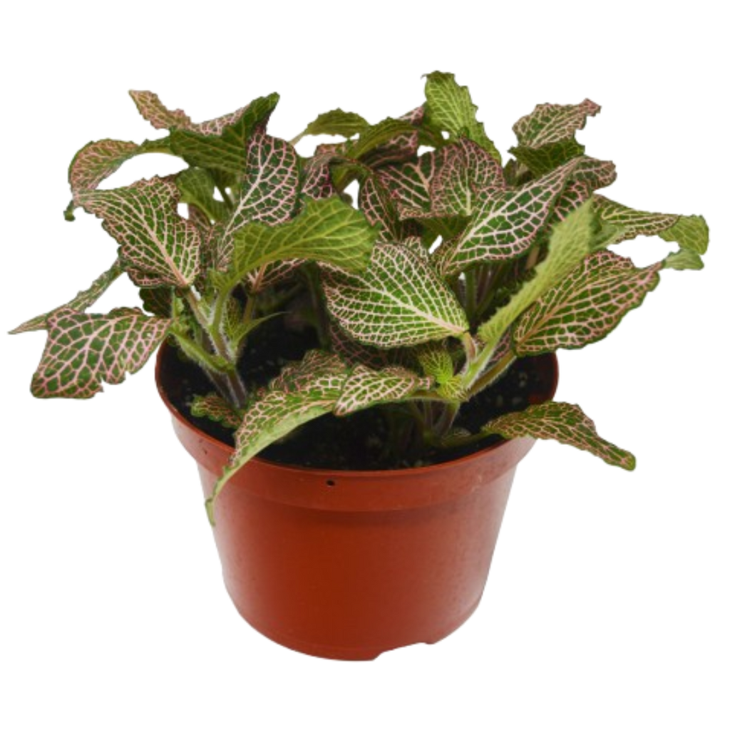 Fittonia Pink