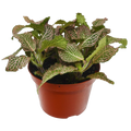 Fittonia Pink