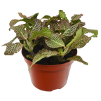 Fittonia Pink
